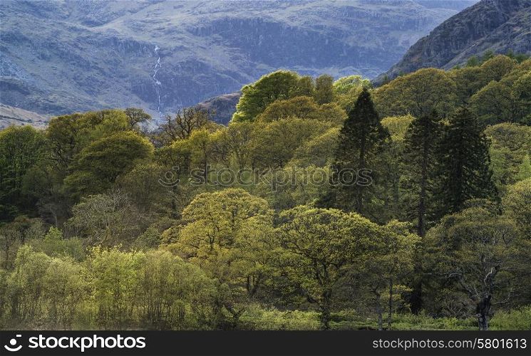 Forest landscape next to Coniston Water in Lake District in England