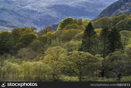 Forest landscape next to Coniston Water in Lake District in England