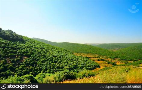 Forest Landscape Of North Galilee In Early Spring, Israel.