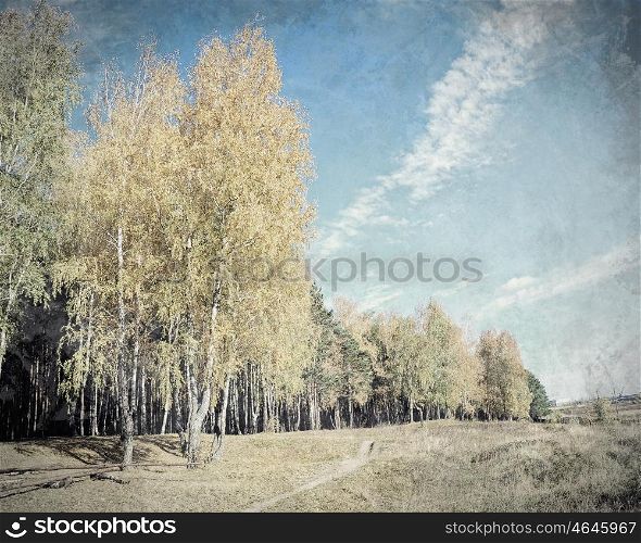 Forest landscape. Old picture with forrest landscape as a background