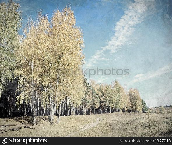 Forest landscape. Old picture with forrest landscape as a background
