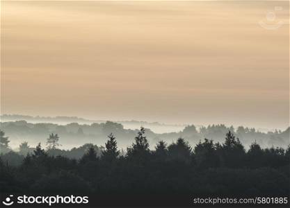 Forest landscape with layers of fog at sunrise in countryside