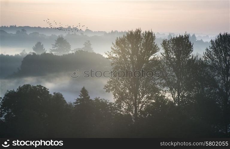 Forest landscape with layers of fog at sunrise in countryside