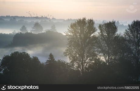 Forest landscape with layers of fog at sunrise in countryside