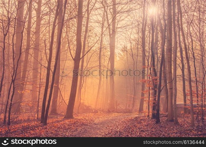 Forest landscape with mist and sunrise in the morning