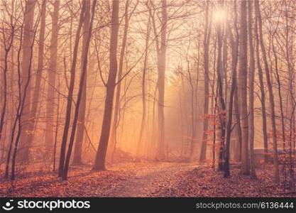 Forest landscape with mist and sunrise in the morning