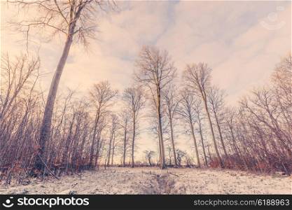Forest landscape with tall trees in the sunrise at wintertime