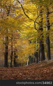 forest lane between yellow leaves of beech trees in the autumn