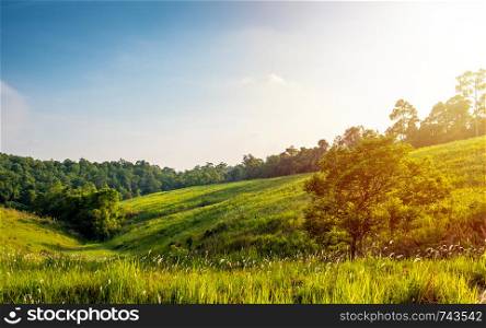 Forest meadow in sunny day,Beautiful meadow in the forest with blue sky background.