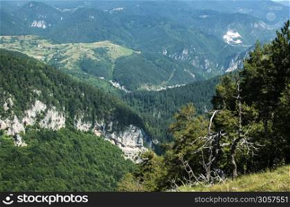Forest mountain view landscape in sunny day