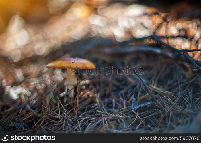 Forest mushroom.. Forest mushroom. Art photo with shallow depth of field and bokeh