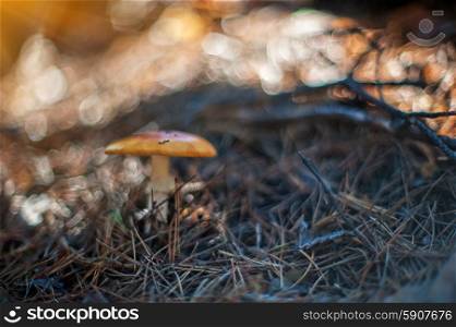Forest mushroom.. Forest mushroom. Art photo with shallow depth of field and bokeh