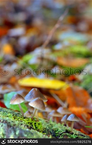 Forest mushroom in the wood