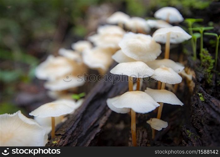 Forest mushroom on wood in the nature jungle / outdoor autumn wild mushroom white