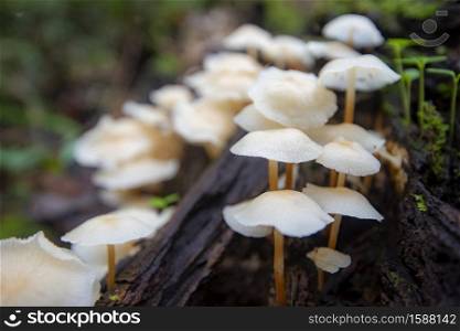 Forest mushroom on wood in the nature jungle / outdoor autumn wild mushroom white