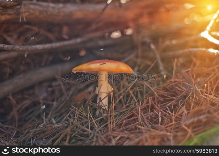 Forest mushroom with shallow dof. Forest mushroom. Art photo with shallow depth of field and bokeh