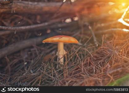 Forest mushroom with shallow dof. Forest mushroom. Art photo with shallow depth of field and bokeh