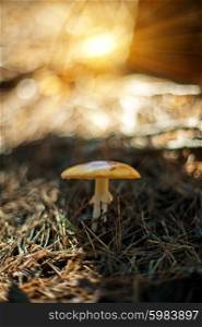 Forest mushroom with shallow dof. Forest mushroom. Art photo with shallow depth of field and bokeh