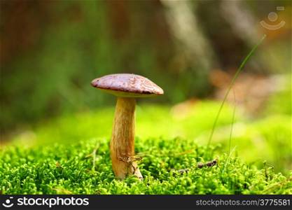 Forest mushrooms growing in a green moss. Edible Bay Bolete (Boletus badius ) in Poland Europe