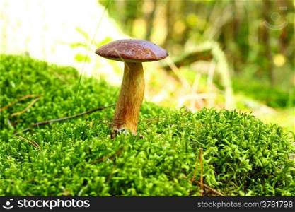 Forest mushrooms growing in a green moss. Edible Bay Bolete (Boletus badius ) in Poland Europe