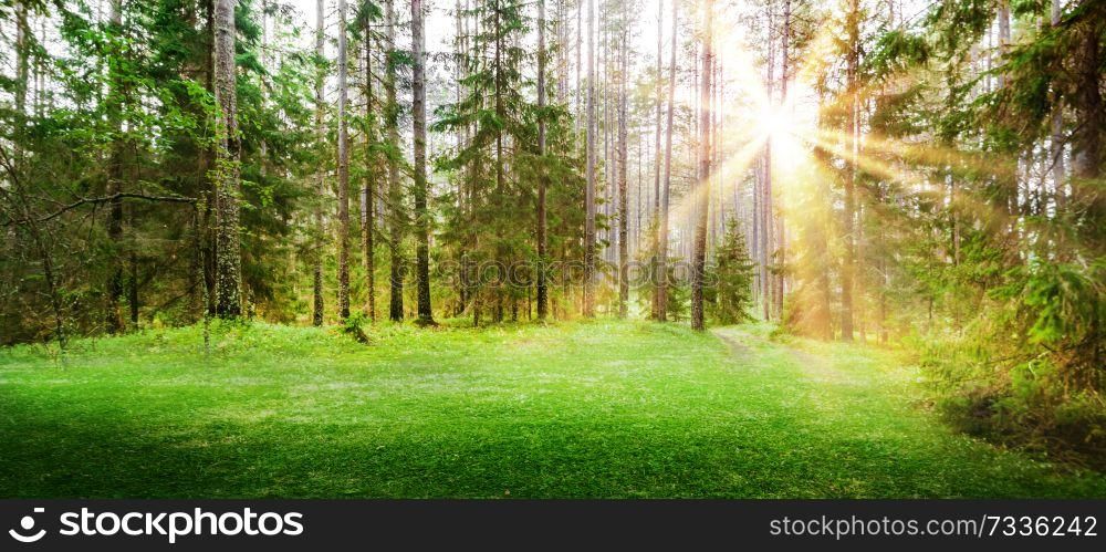 Forest nature background. Summer morning clear landscape. Forest nature background