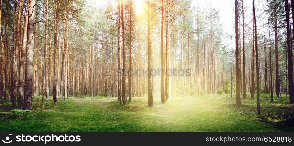 Forest nature sun light morning. Forest nature sun light. Summer morning clear landscape. Forest nature sun light morning
