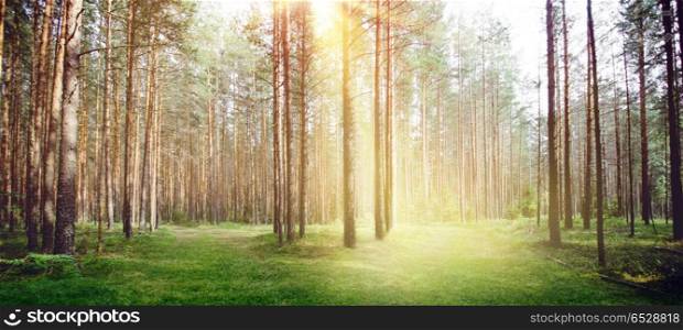 Forest nature sun light morning. Forest nature sun light. Summer morning clear landscape. Forest nature sun light morning