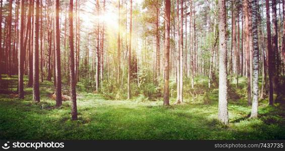 Forest nature sunrise. Summer day clear landscape. Forest nature sunrise