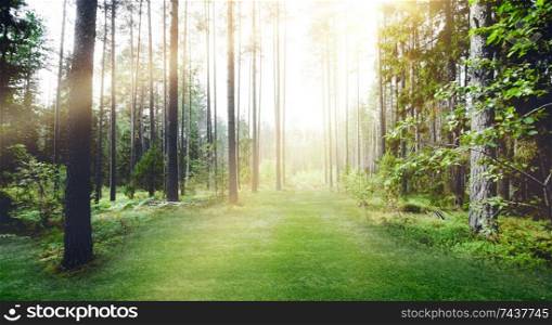 Forest nature sunshine. Summer day clear landscape. Forest nature sunshine