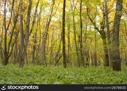 Forest of autumn tint