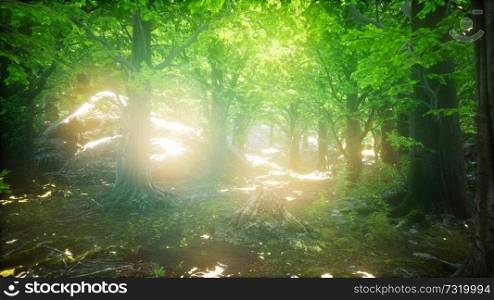 forest of beech trees illuminated by sunbeams through fog. Forest of Beech Trees illuminated by Sunbeams