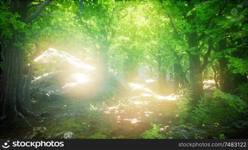 forest of beech trees illuminated by sunbeams through fog. Forest of Beech Trees illuminated by Sunbeams