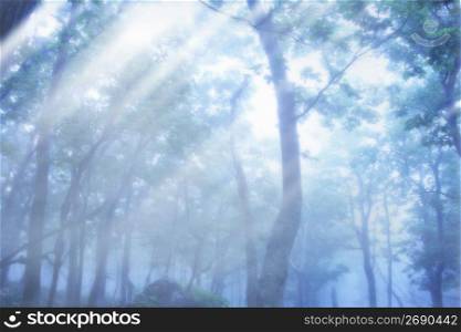 Forest of fog