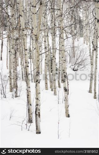 Forest of leafless Aspen trees in winter with snow on ground.