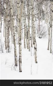 Forest of leafless Aspen trees in winter with snow on ground.