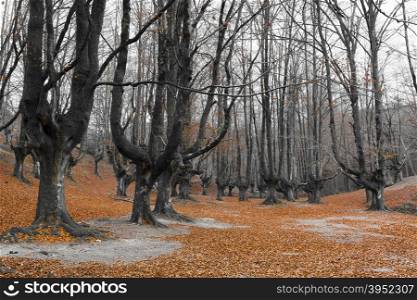 Forest of Otzarreta, Alava, Basque Country, Spain