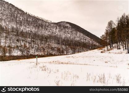 Forest of pine trees and snow covered mountain at Olkhon Island in Lake Baikal, Russia