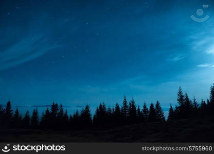 Forest of pine trees under moon and blue dark night sky with many stars. Space background