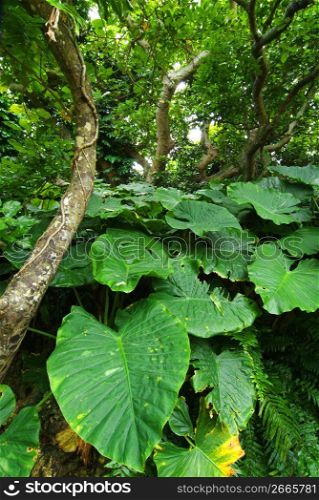 Forest of subtropical plant