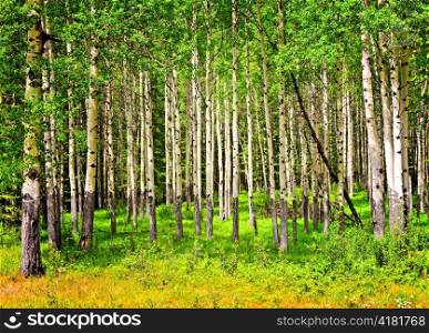 Forest of tall white aspen trees in Banff National park, Canada
