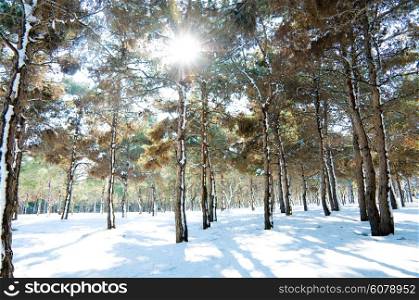 Forest on a bright sunny winter day