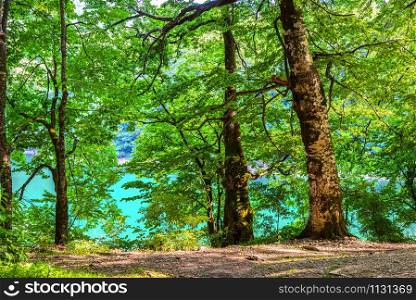 Forest on Biogradskoe lake at sunny summer day. Forest on Biogradskoe lake