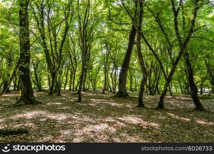 Forest on the bright summer day