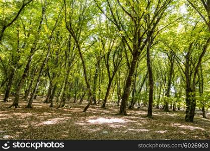 Forest on the bright summer day