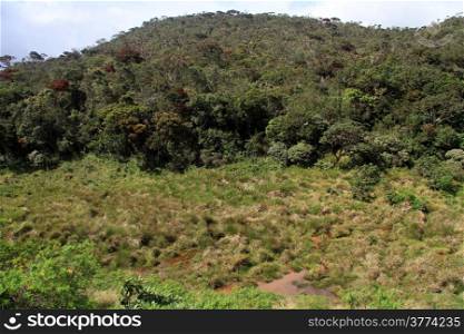 Forest on the hill and swamp river in the Horton plains national park, Sri Lanka