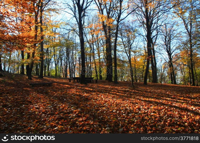 Forest on the mountain Avala close to serbian capital,Belgrade