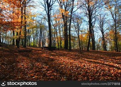 Forest on the mountain Avala close to serbian capital,Belgrade