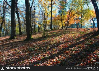 Forest on the mountain Avala close to Serbian capital,Belgrade