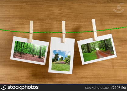 Forest on the picture frames