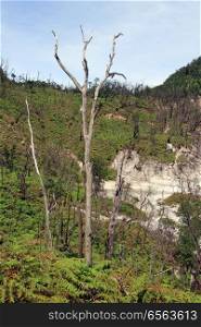 Forest on the slope of Kawah Putih volcano crater in Indonesia